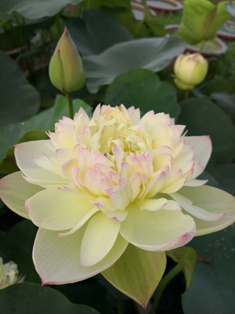 荷花 大型（新云雾仙子）种藕一支 包对版 园区直发