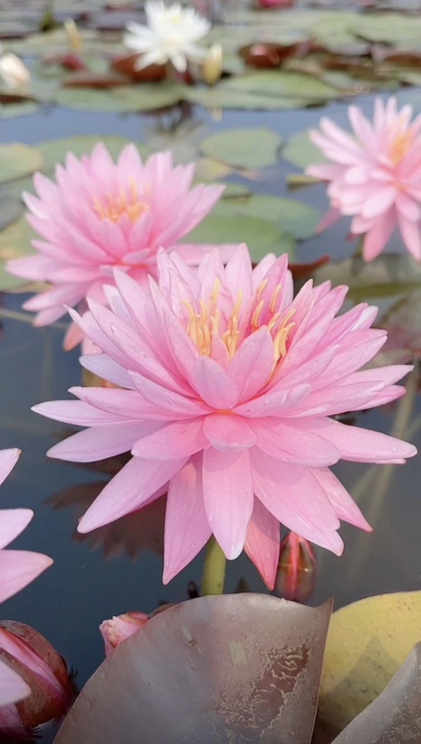 耐寒睡莲（粉色夹克丰）裸苗发货 理想荷花种植庭院阳台