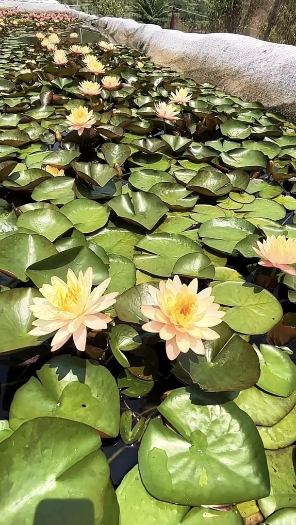 耐寒睡莲（乌纹）包对版裸苗发货 园区直发自产自销 包对版