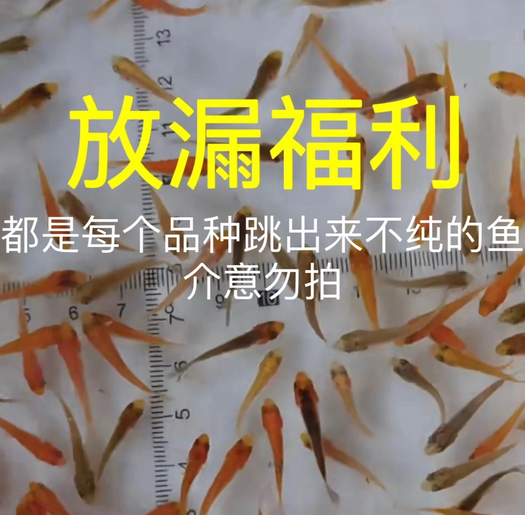 观背清鳉混色鱼）颜色随机，介意勿拍种鱼厘米 20条送5条路损活体