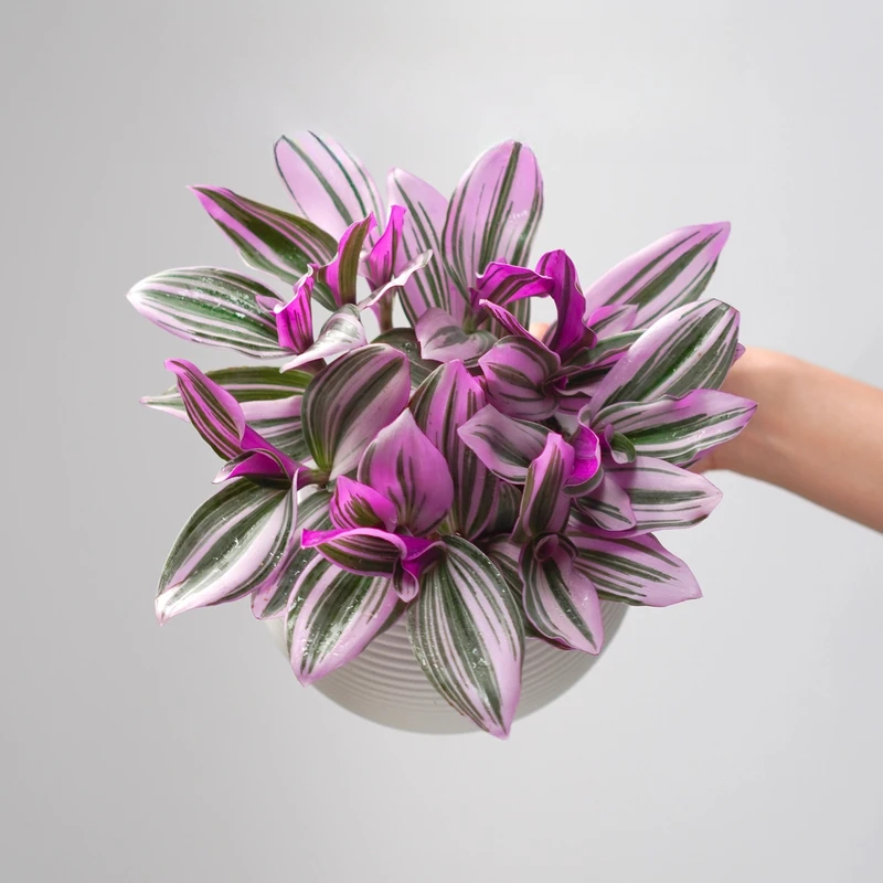 【买一送一】油画盆栽婚礼吊兰盆栽超好养活紫叶吊兰