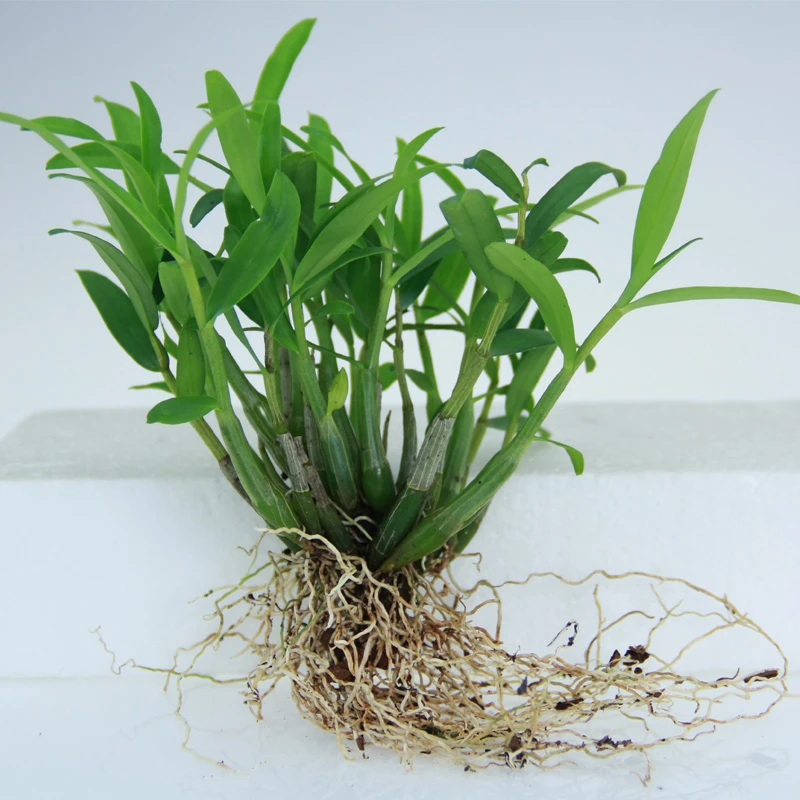 米斛苗米石斛石斛盆栽矮胖品种鲜条枫斗原产地发货批发