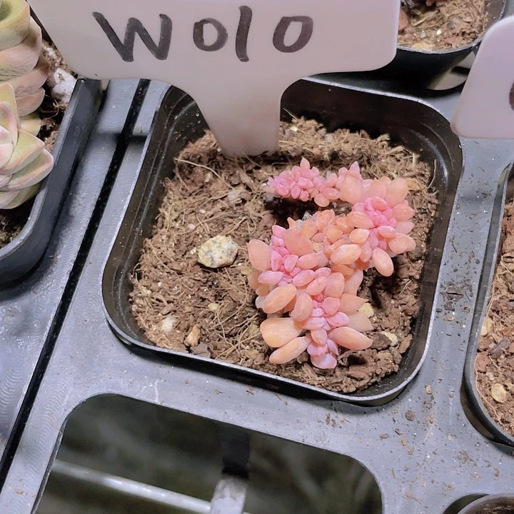 ?**?雪精灵缀w010一物一拍