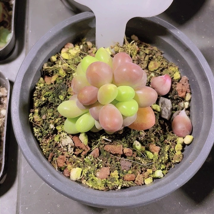 刺*金蟾d001一物一拍