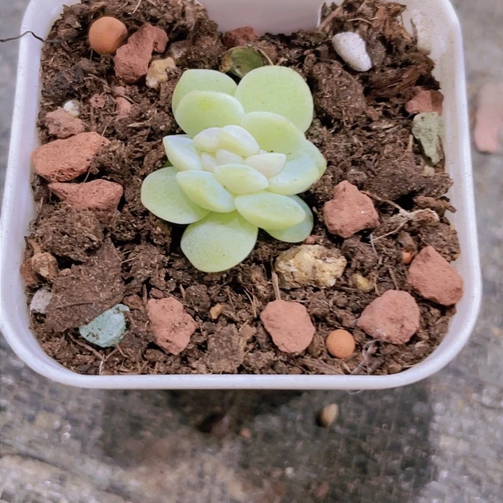 不****冰玉缀d026一物一拍多肉