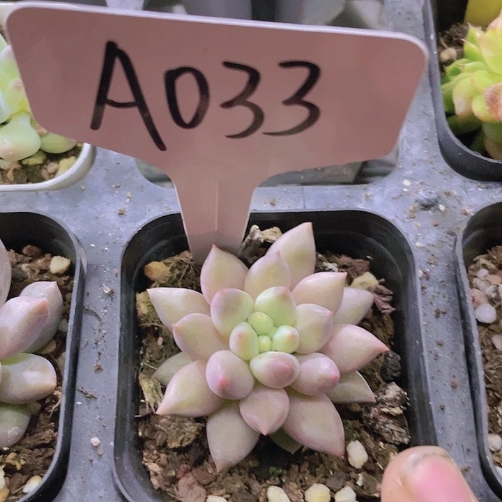 红蜻蜓a033一物一拍