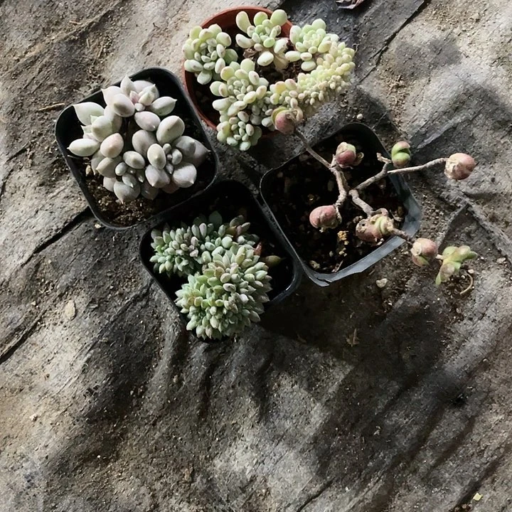 ?****?丽姐姐姐一物一拍