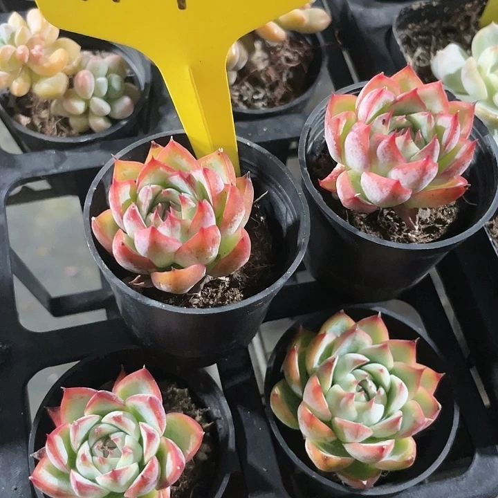 侧影4颗a092一物一拍