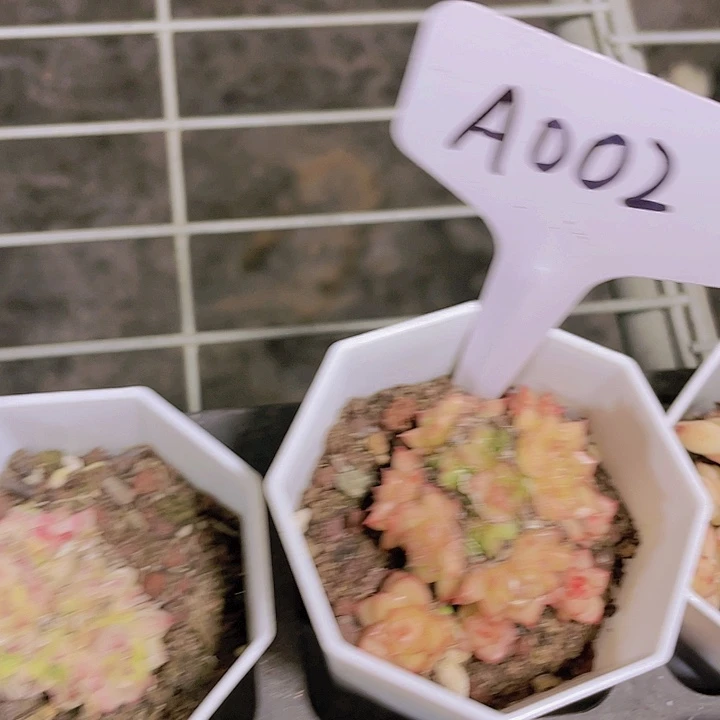 麦秆a002一物一拍