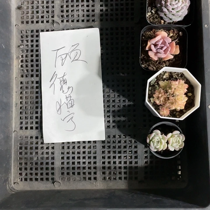 顾****7一物一拍古德猫宁