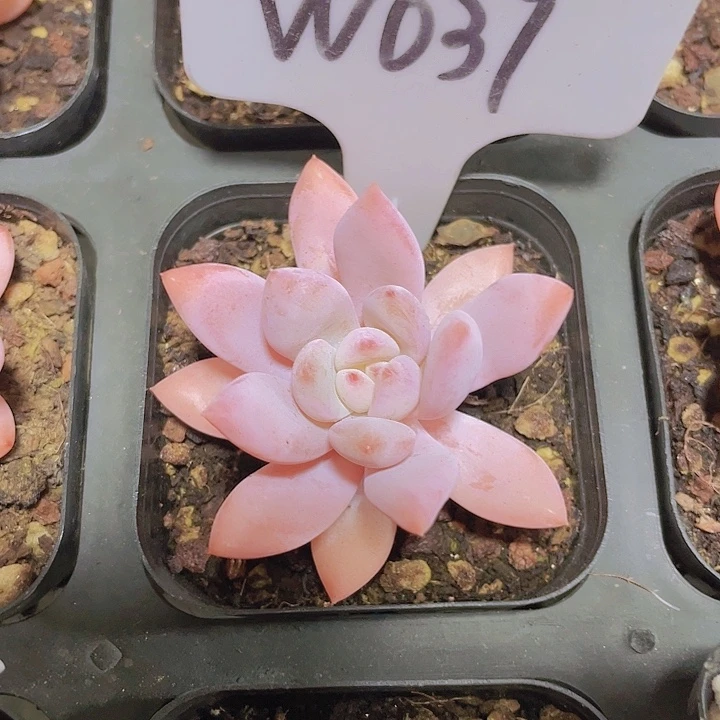 星星雪w037元一物一拍