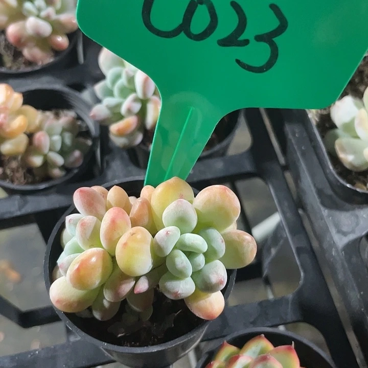 木糖醇c023一物一拍