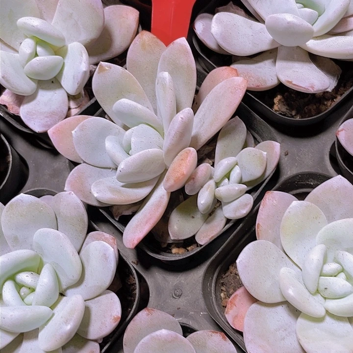 不****雪莲b014一物一拍多肉