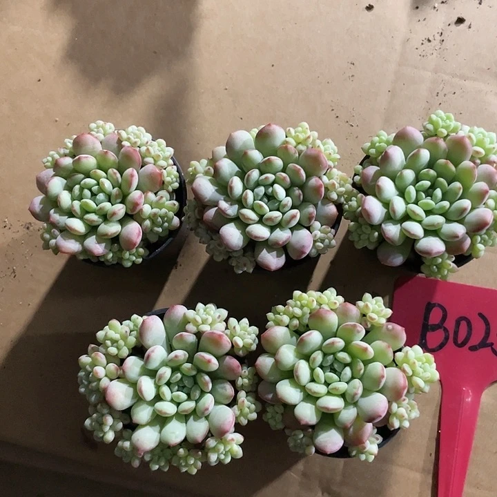 毒****o萌逗b025一物一拍