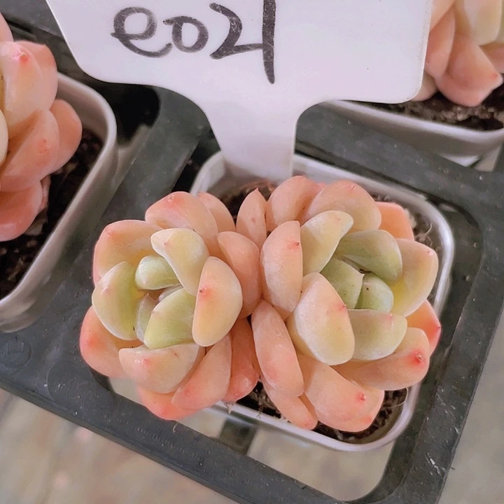 刚毅e021一物一拍