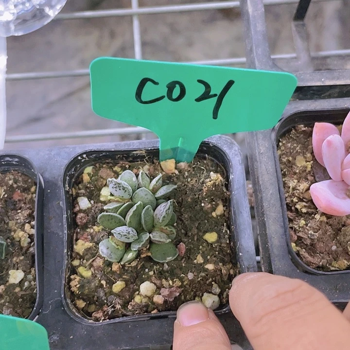 天锦章c021一物一拍