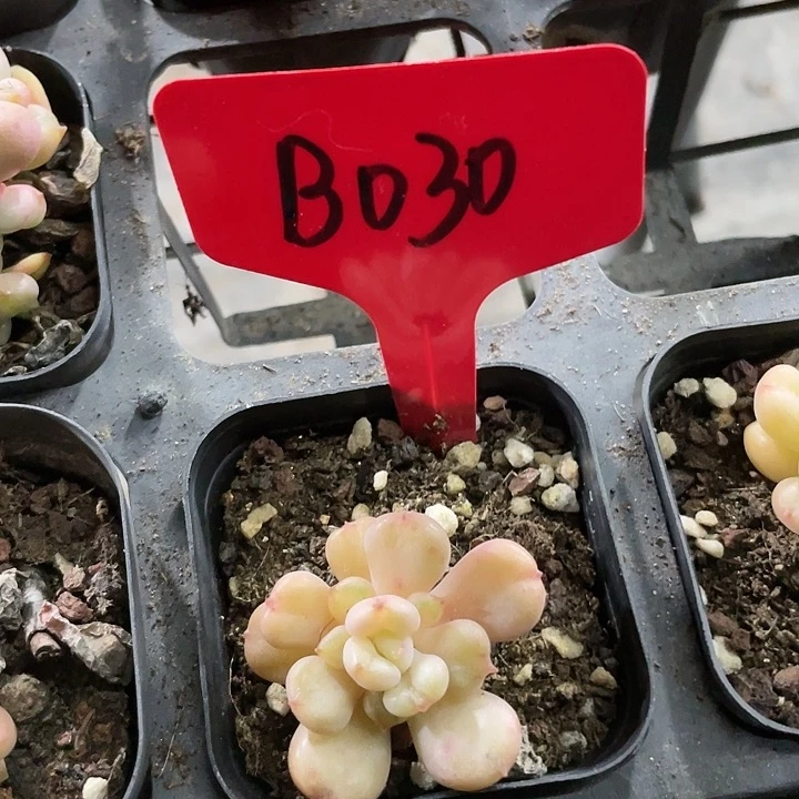 比尔盖茨b030一物一拍