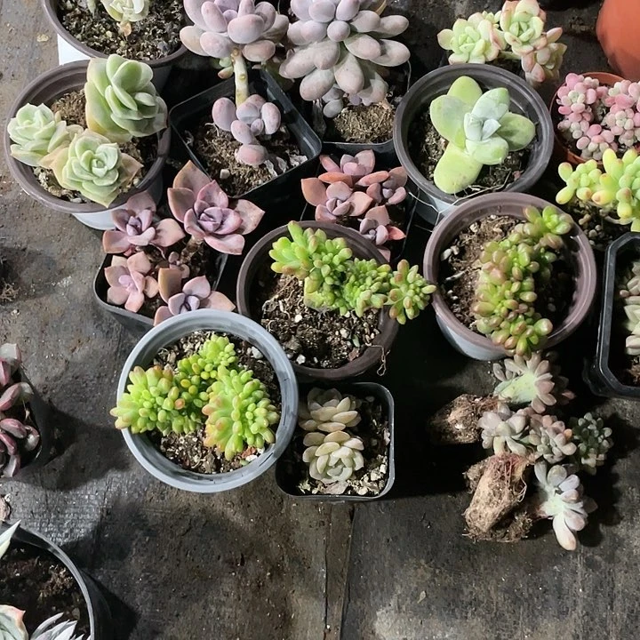 ?****?丽姐姐姐一物一拍