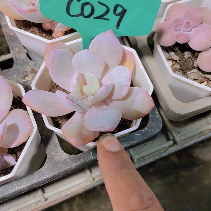 明*奶茶杂c029一物一拍