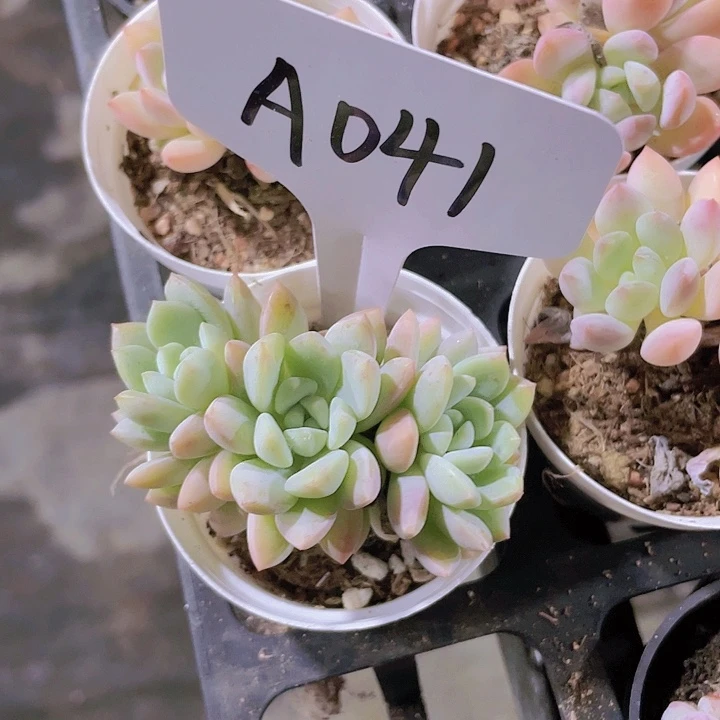 ?****?玉如意a041一物一拍