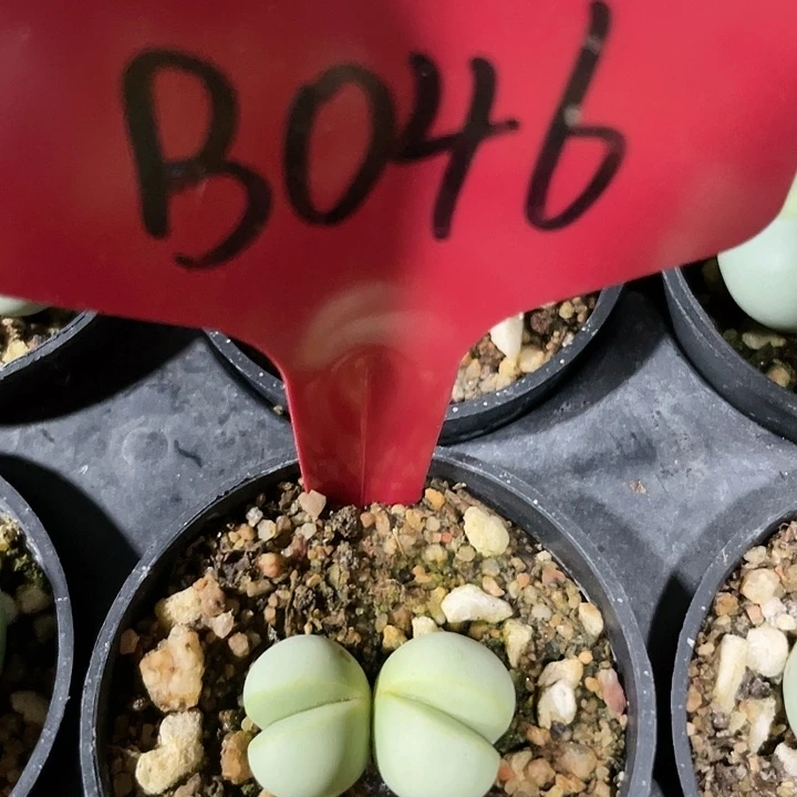 金铃b046一物一拍