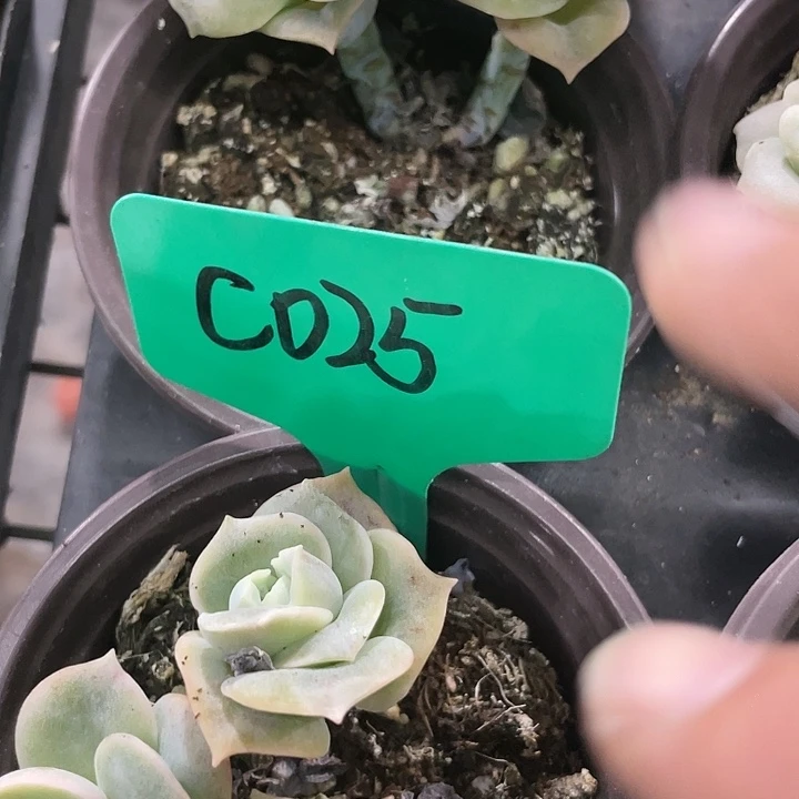 “**”玫瑰石化c025一物一拍