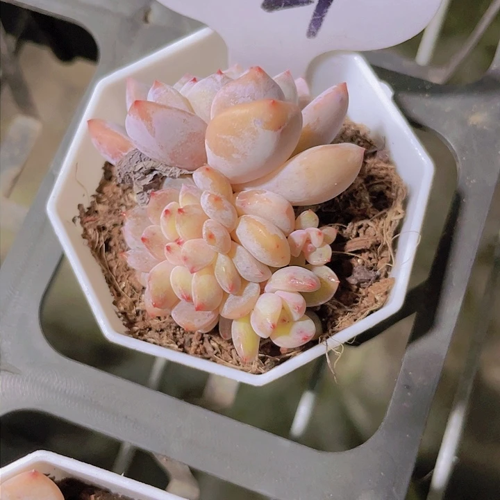 王*?冰冰澄缀d021一物一拍