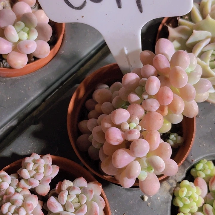 岚*洛可可e074一物一拍