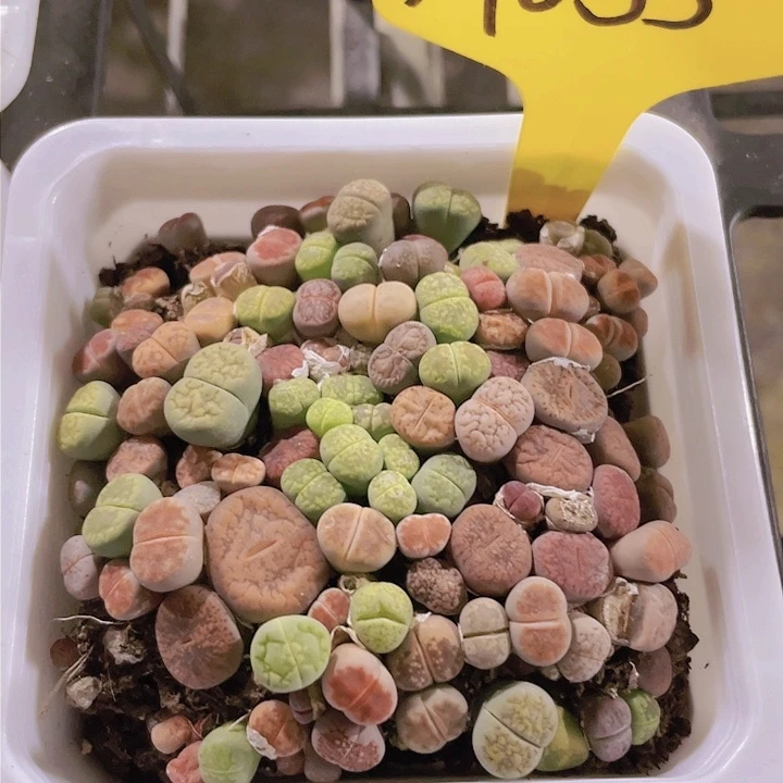 生石花a053一物一拍