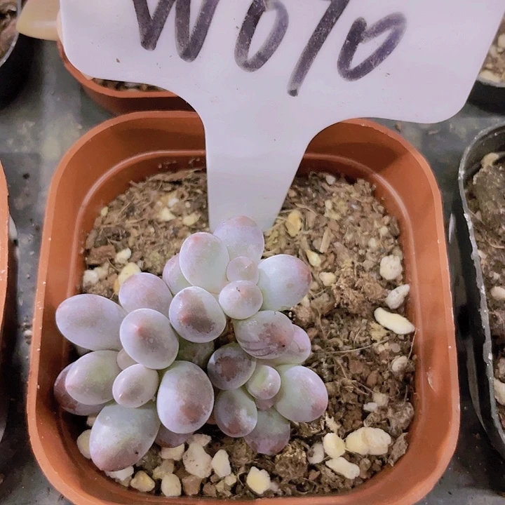 汤圆群w070一物一拍