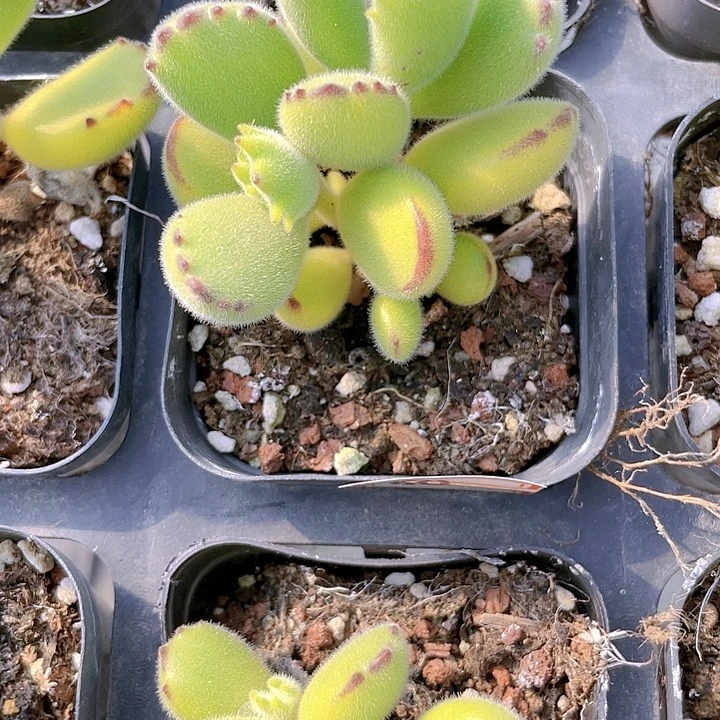 啦**啦一物一拍a080