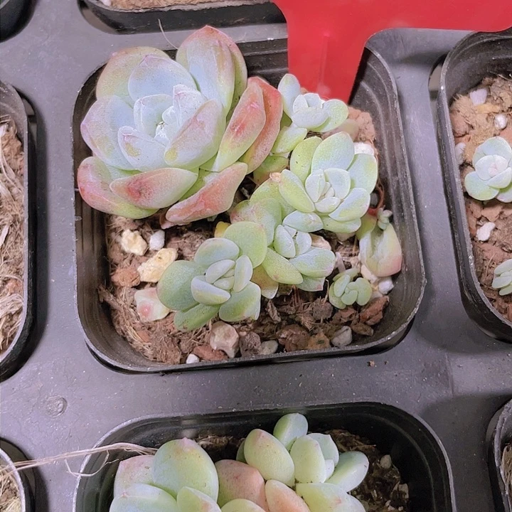 雨*~五头冰玉b017一物一拍