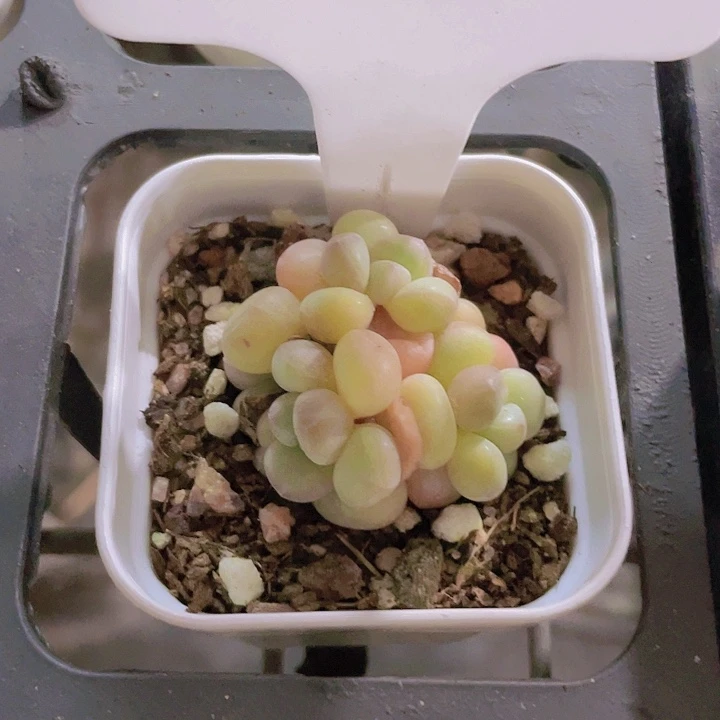 泡泡糖e052一物一拍