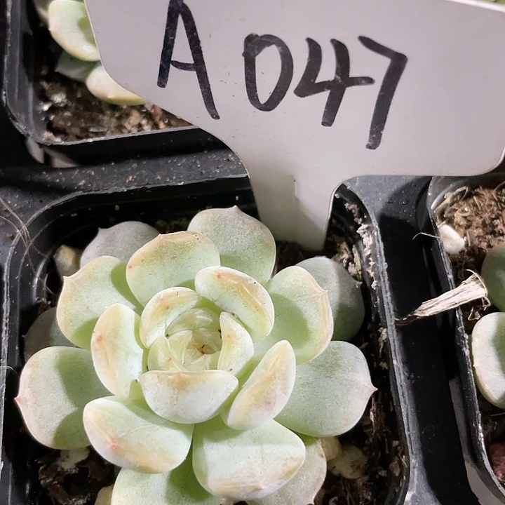 白恋a047一物一拍