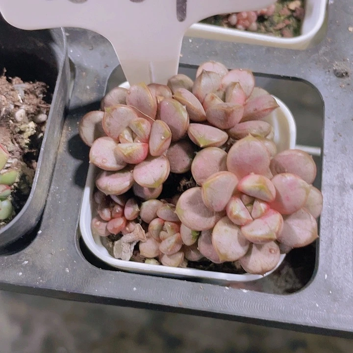 董*姐葡萄a069一物一拍