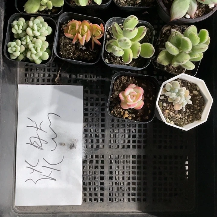 淡*一物一拍淡然姐姐