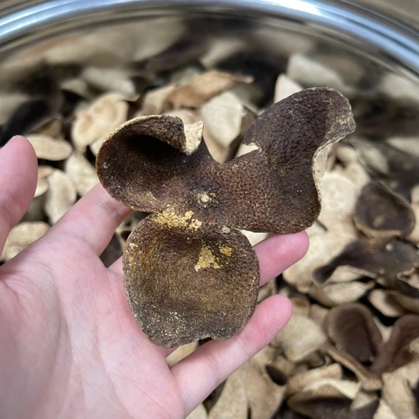 2014年正宗新会东甲圈枝大青皮