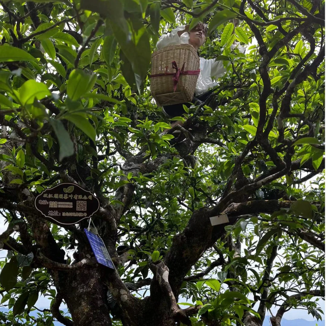 冰岛地界1号    通用链接   冰岛普洱茶（生茶）（熟茶） 通用 花果香