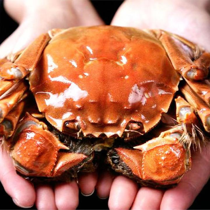 【活蟹现发】3.1-2.8两苏州精品大闸蟹全母蟹10只礼盒装鲜活大螃蟹