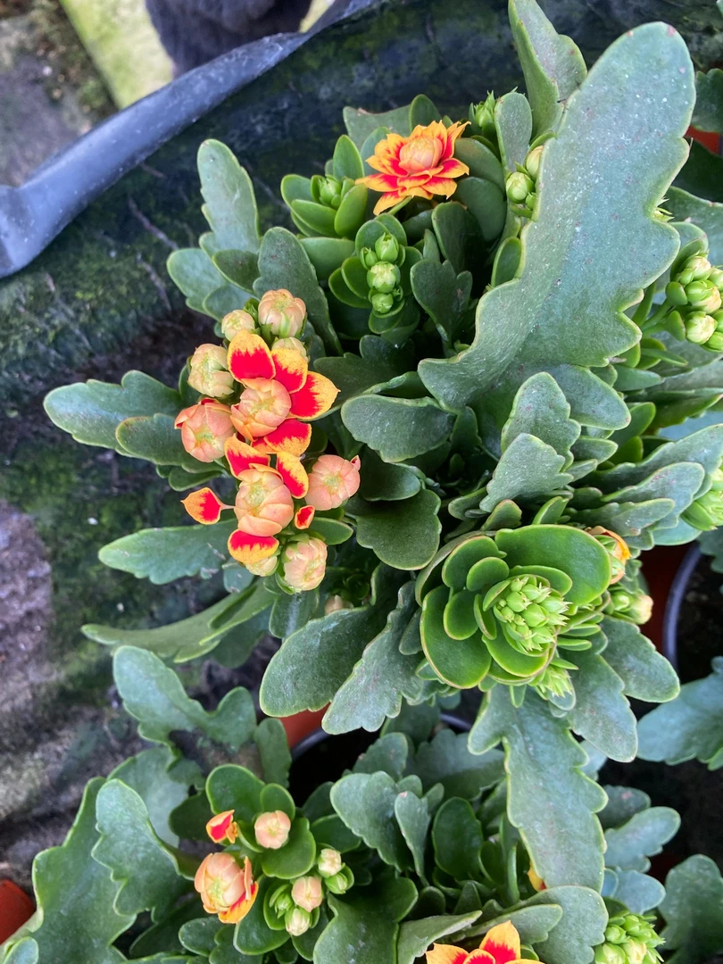 洛桑【120盆，老母本复花，有打顶痕迹】带花苞鲜花