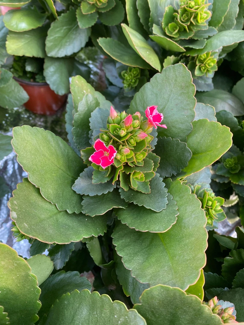粉岩丁【修剪苗，脱盆脱土发货，130盆】鲜花前台清新多色