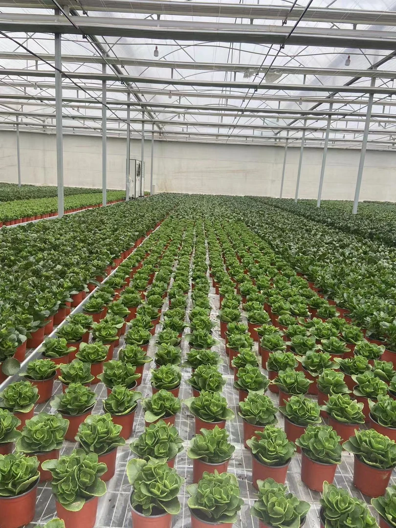 组合，直播展示为准，叶片损伤不售后。