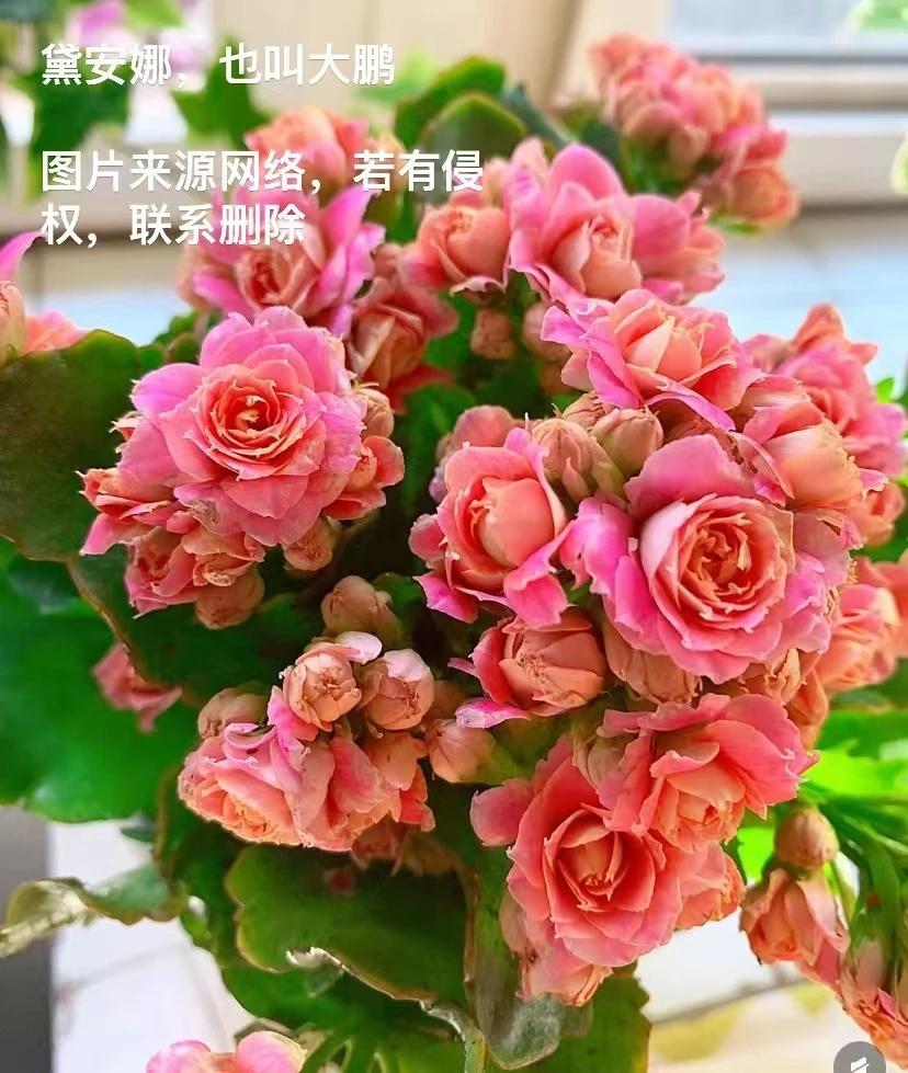 戴安娜 ，也叫大鹏， 也称奶油玫瑰 【130盆】美观长寿花