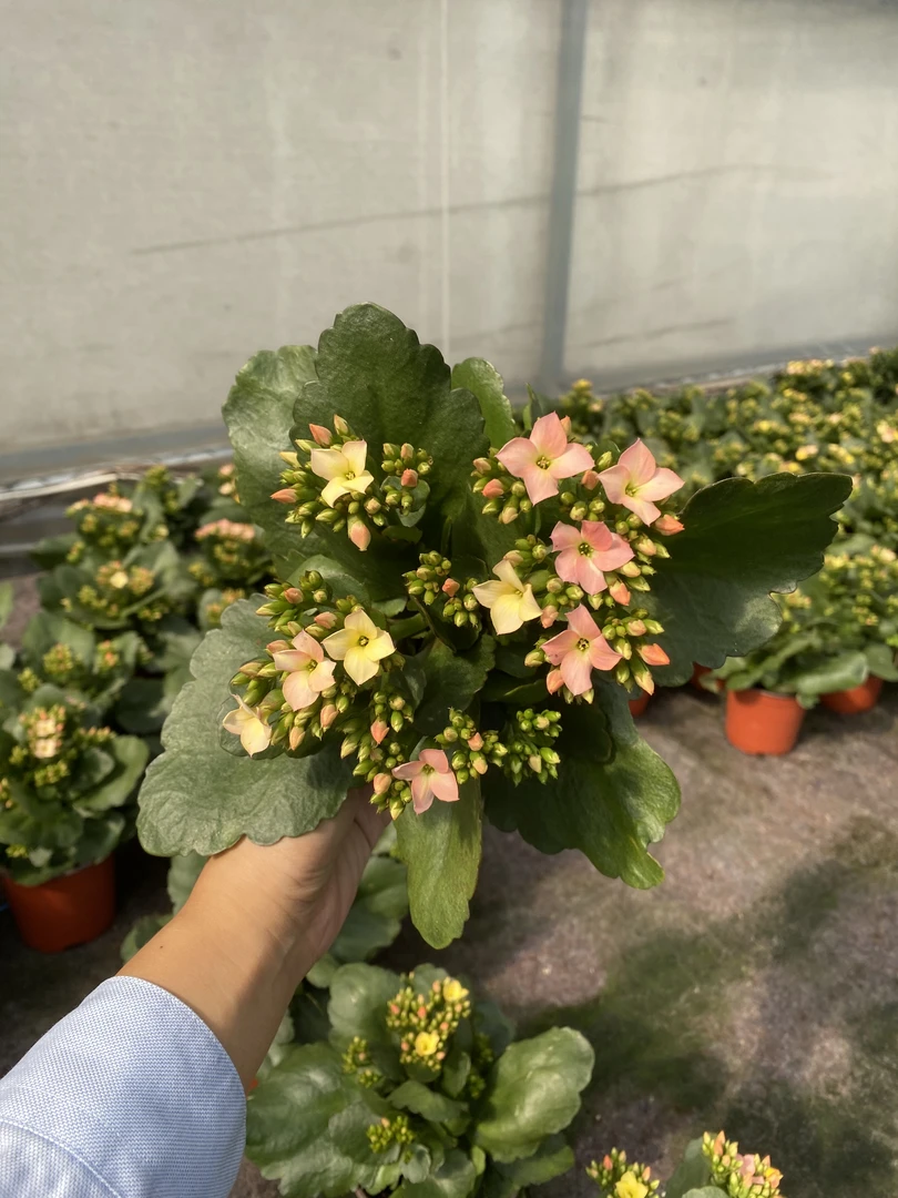 七彩糖条【130盆，直播展示为准】无售后