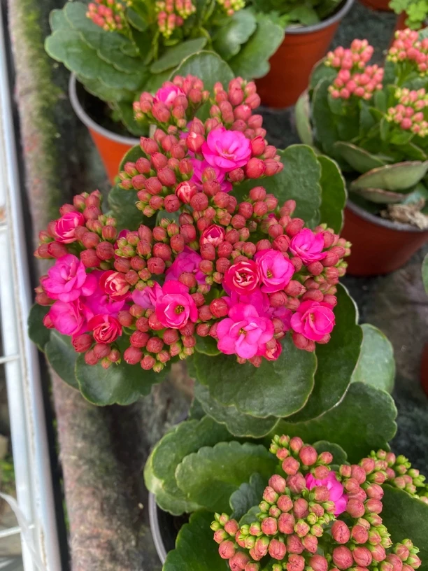 米粒。 直播间为准，130盆   ~花花