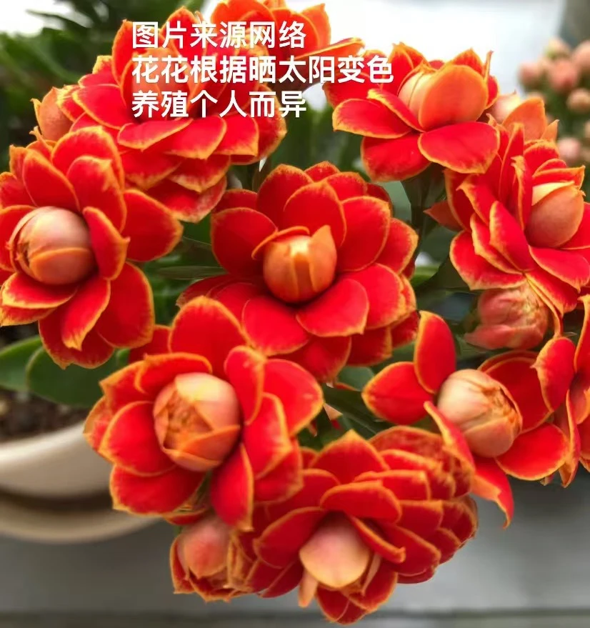 金狐狸~【老母本开花，120盆】~鲜花长寿阳台清新淡雅花卉原盆美观满