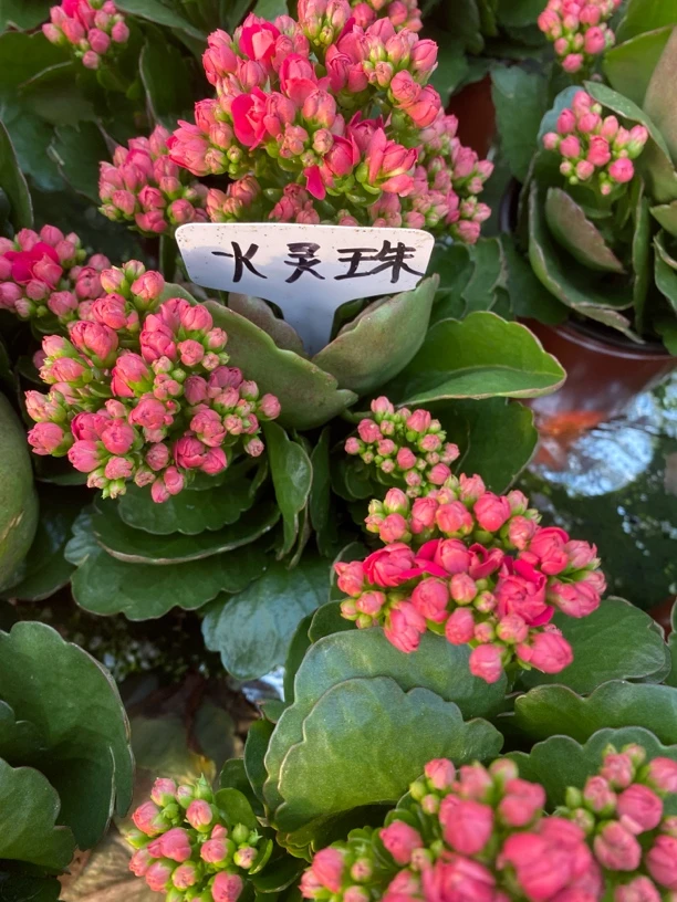 火灵珠。 青稞发货。 重瓣大花开花室内好养活的长寿花盆栽