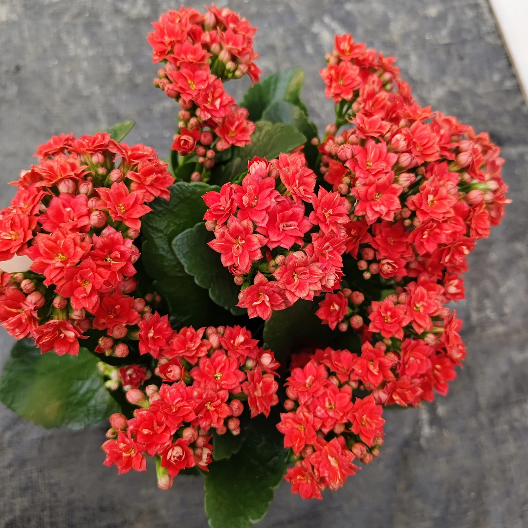 红狐狸。  阿玛朵，红森林。长寿花盆栽室内阳台花卉四季开