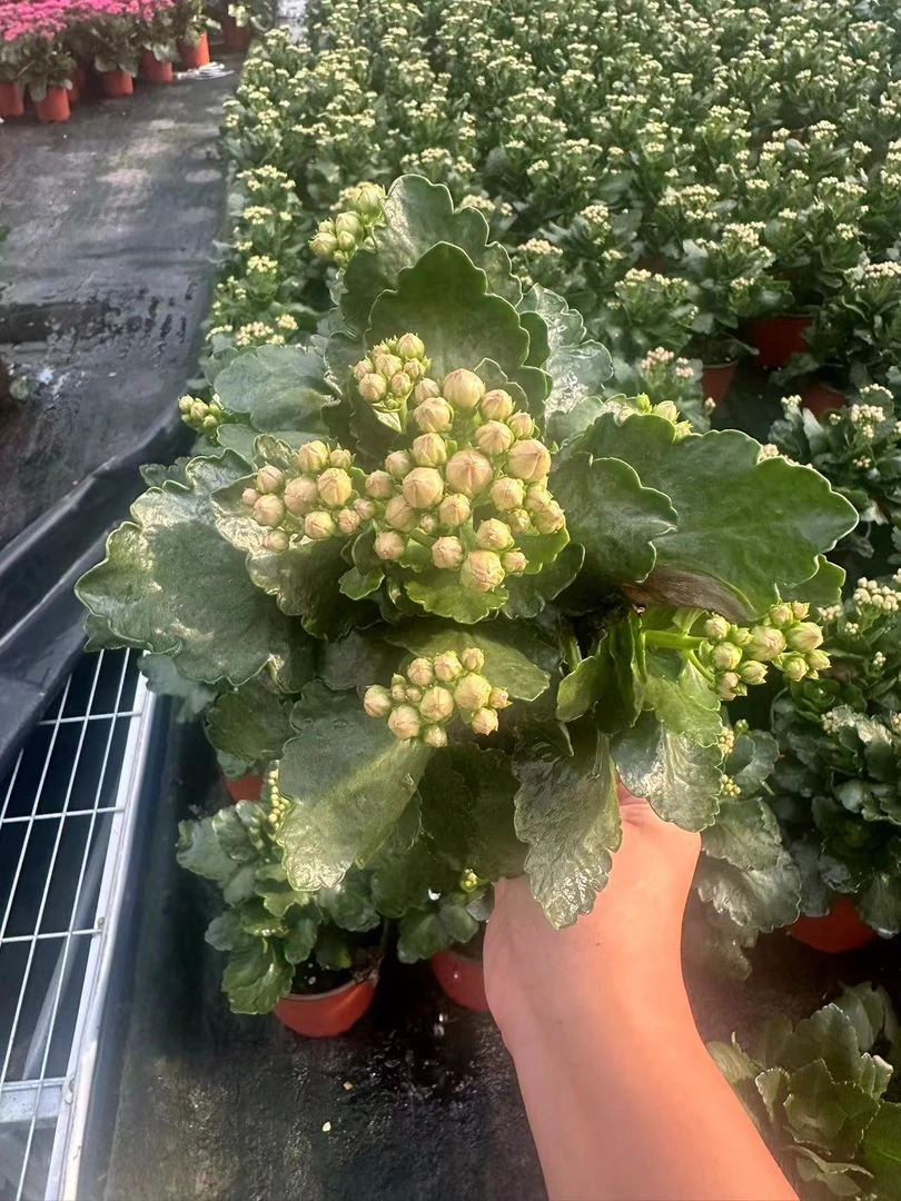 莉莉安【直播展示为准。130盆】~鲜花长寿阳台清新淡雅花卉原盆