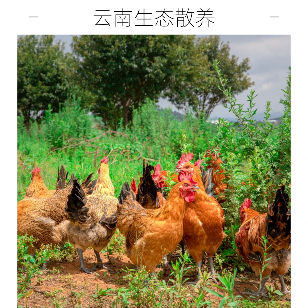 云南生态散养云牧王壮鸡5.6斤以上 肉香味美包邮包路损路上